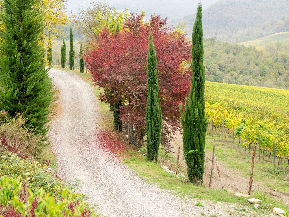 Italy-Chianti Gravel road winding through a vineyard in autumn in the Chianti region of Tuscany art print by Julie Eggers for $57.95 CAD